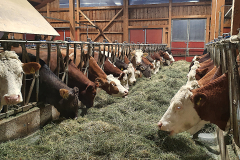 2Zehendmeier-handy-2