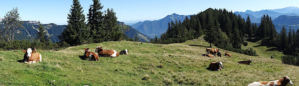 Almwirtschaftlicher Verein Oberbayern
